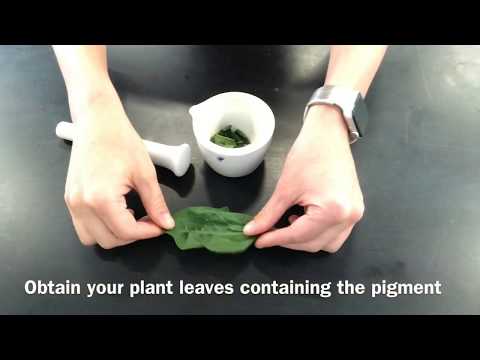 How can chromatography be used to study photosynthesis?