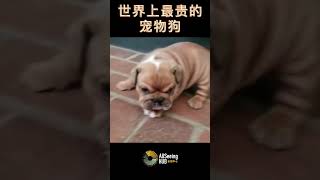 世界上最贵的宠物狗 TOP10 英国斗牛犬 English Bulldog