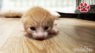 一生懸命ハイハイしながら近寄ってくる仔猫【瀬戸のまや日記】Cute kitten Maya's crawling.