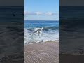 【skimboarding】 the wedge 🇺🇸 ウェッジでスキムボード