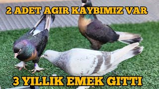 Teras Kümesimize Yeni Eklemeler Yaparken En Kıymetli Damızligı Kaybettik