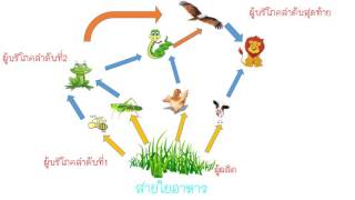 สายใยอาหาร