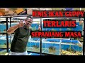 Review ikan Guppy jenis Metal - Ada yang sudah 4 tahun tanpa Down Greade