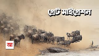 সেরেঙ্গেটির গ্রেট মাইগ্রেশন | আদ্যোপান্ত | The Great Migration In Serengeti | Adyopanto