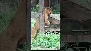 古い頃平気で登ってたライオンクレイ2022年8月とべ動物園