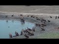 Hyena vs Vultures | Ranger Insights