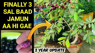 Jamun ke Plant Me Pahli Fruiting | 3 YEAR UPDATE OF GRAFTING JAMUN PLANT | HOW TO GROW JAMUN IN POT