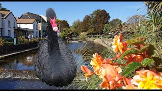 Dawlish Black swans and Ducks