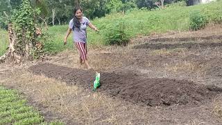 Step by Step on Growing Root Kale, Beginners Must Know!‼️‼️