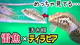 ライギョの水槽にティラピアを投入すると…