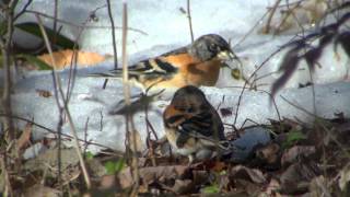 野鳥撮影・ 雪と公園の野鳥