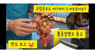 포도 명인에게 듣는 유럽종포도 품종설명 및 맛체험 1부