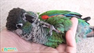 ウロコインコ：チビ 【抱っこ】