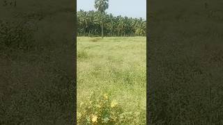 #shorts 2.50 acre empty  land sale pollachi area Sri masani amman real estate Suresh 9976203272