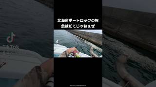 北海道苫小牧ボートロックの根魚が凄い【勇払マリーナ】釣り