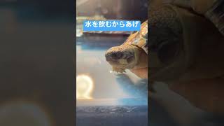 リクガメの水の飲み方知ってますか？🐢🚰#shorts