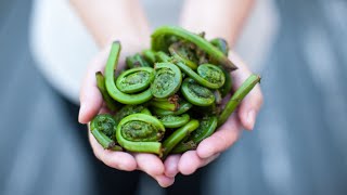 What Are Fiddleheads? A Delicious Delicacy or Deadly Poison?