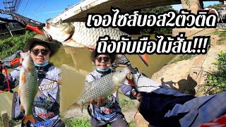 EP.44 เจอไซส์บอส2ตัวติด มือสั่นเลย  #shimanobfs #ปลากระสูบ #shimano  #ตกปลาแม่น้ำเจ้าพระยา