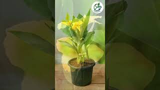 কলাবতী ফুল গাছের যত্ন / canna lily / kolaboti flower / canna plant care / gardening tips in bengali.