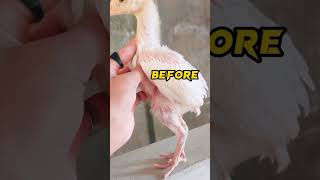 #heera Aseel murga after \u0026 before tiktok video #shorts #aseel #murga #viral #tiktok #birds