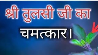 माता तुलसी पूजा के चमत्कार सर्वजन मोहिनी पौध सिद्धि करें और सफलता देखें