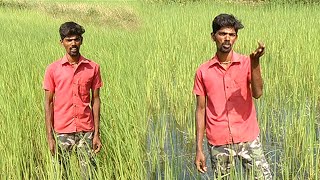 பாரம்பரிய முறையில் நெல் ரகங்களை சாகுபடி செய்து தமிழ்நாடு முழுவது கொண்டு சேர்க்கும் இளைஞர்