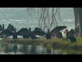 great cormorants dancing birds beautiful little creatures kurukshetra pehowa haryana