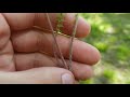 common yarrow no nonsense wild medicinals