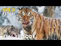 Wild Siberia: Territory of the World’s Most Ferocious Predators | Animal documentary