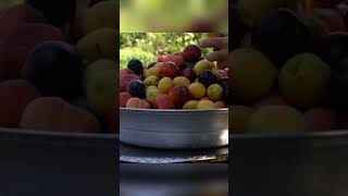 she makes fresh fruits in Azerbaijani village style.