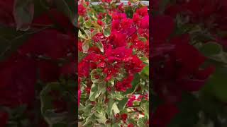 ഇവനാള് പുപ്പുലിയാണ് bougainvillea plant care