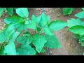 mage widhiya වම්බටු වගාව wambatu wagawa wambatu wagawa eggplant wagawa eggplant cultivating