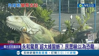 哥吉拉來了!? 永和驚見\