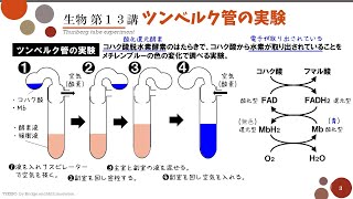 【高校生物】第13講「ツンベルク管の実験」