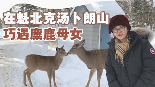 加拿大魁北克汤布朗山|加拿大滑雪胜地|直升机旅行|Ski