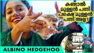 കണ്ടാൽ മുള്ളൻ പന്നി പക്ഷെ മുള്ളൻ പന്നി അല്ല? Hedgehog Pet Farm | Albino Hedgehog | Exotic Pets EP 10