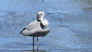 アオサギ（青鷺、蒼鷺、Ardea cinerea）鳥綱ペリカン目サギ科Grey heron　　DSCN5258