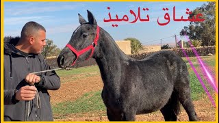 الله الله عشاق تلاميد  مرحبا  ​⁠#التبوريدة_المغربية #خيل #الخيل #حصان #الكفاف #