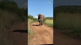 என்னமா ஆடுது இந்த யானை !! | Elephant Dancing Video | Viral In Social Media | #elephant