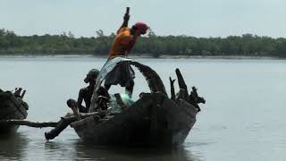 Livelihoods NEWS mangrove restoration project, Sundarbans, India