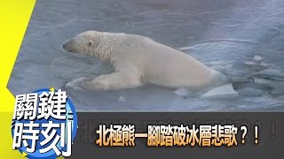 北極熊一腳踏破冰層悲歌？！2013年第1498集-2300 關鍵時刻