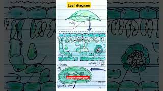 Leaf diagram (leaf  structure 🍃 ) #shortvideo  #ytshorts  #biologyclass11th #leaf #diagram