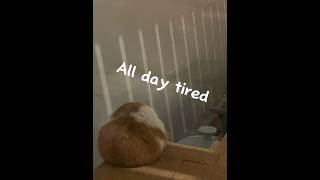 ShumShum Hamster 英國￼鼠鼠日常 EP09 ｜All day tired ｜懶洋洋公主