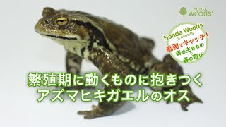 【HondaWoods presents】動画でキャッチ！ 森の生きもの＆森の遊び　繁殖期に動くものに抱きつくアズマヒキガエルのオス