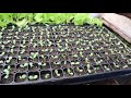 how to sow lettuce seeds in trays in jamaica update 1