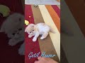 GATINHO exótico, com 36 dias de vida, brincando #shorts - Gatil Hauser