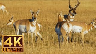 Animals of Grand Teton National Park in 4K (Ultra HD) 1 HR Nature Video with Natural Sounds