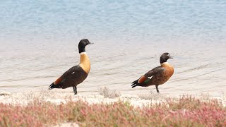 Australian Shelducks at Rottnest Island, Dec 2022