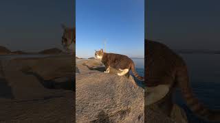 【cat】海の岩場で現場猫と出会った