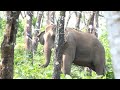 wild elephants ezhattumugham forest